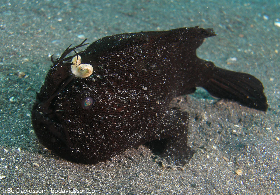 BD-080331-Lembeh-3312552-Antennarius-striatus-(Shaw.-1794)-[Striated-frogfish].jpg